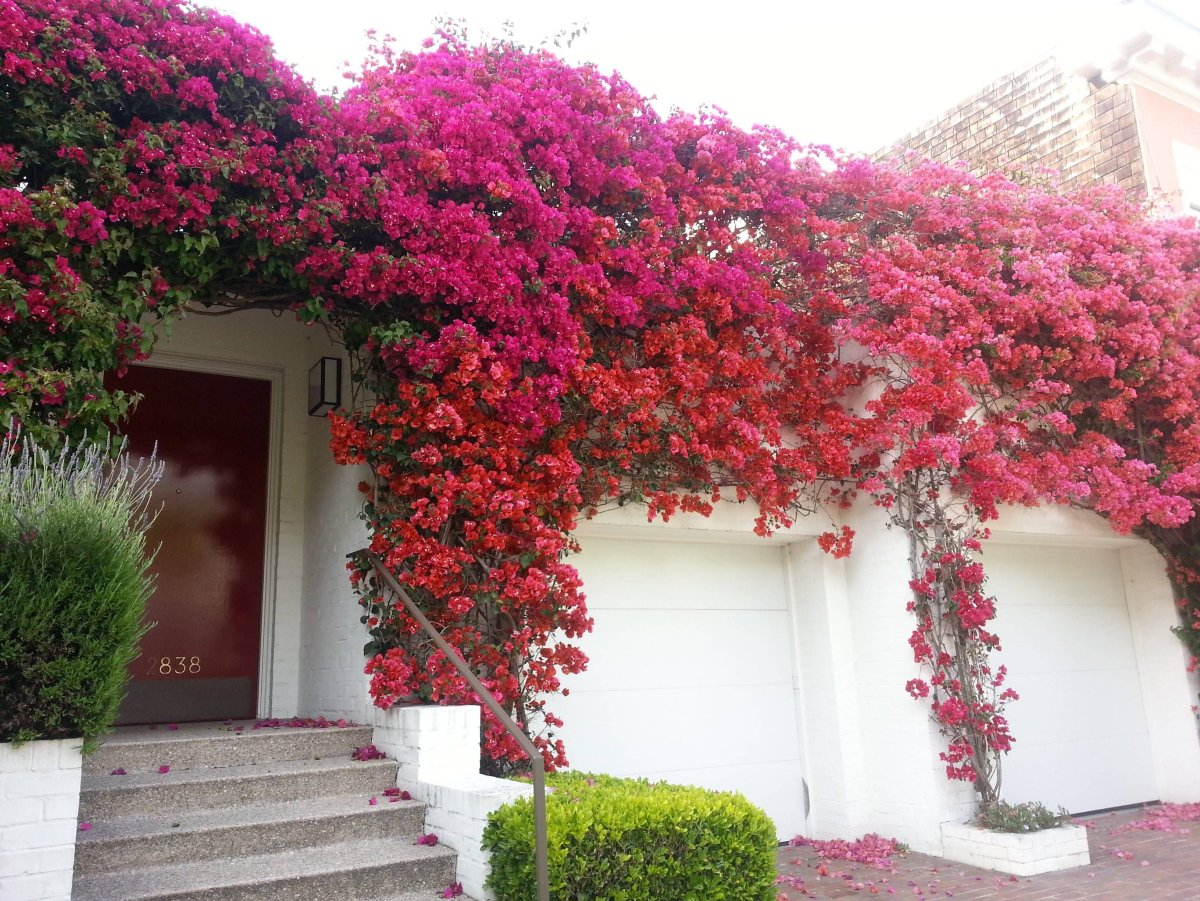 Санторини Греция бугенвиллия