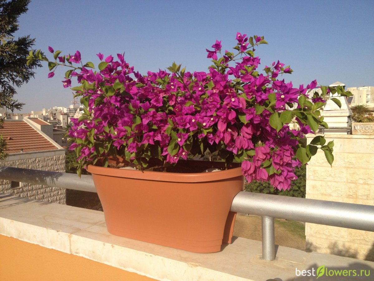 Бугенвиллия кустарник ядовитый