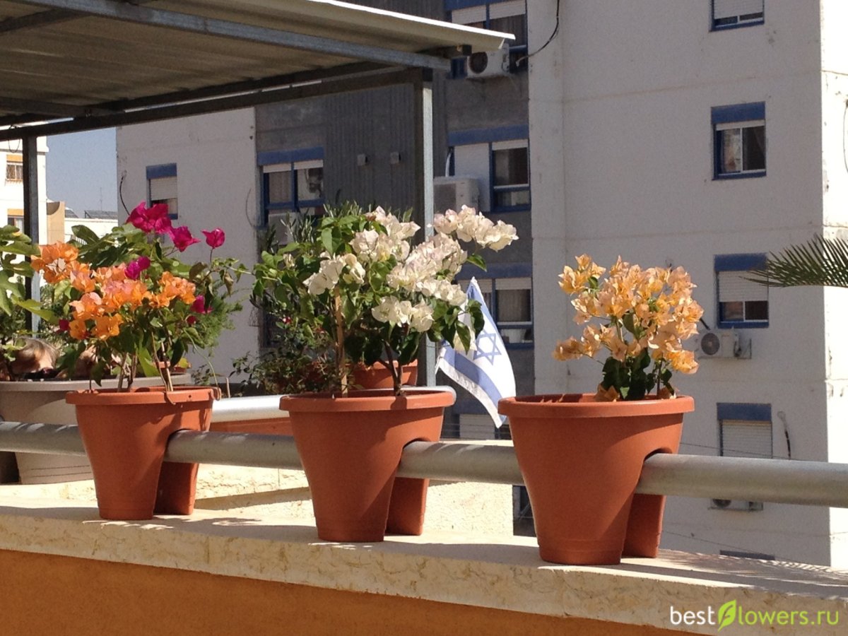 Бугенвиллия на балконе в России