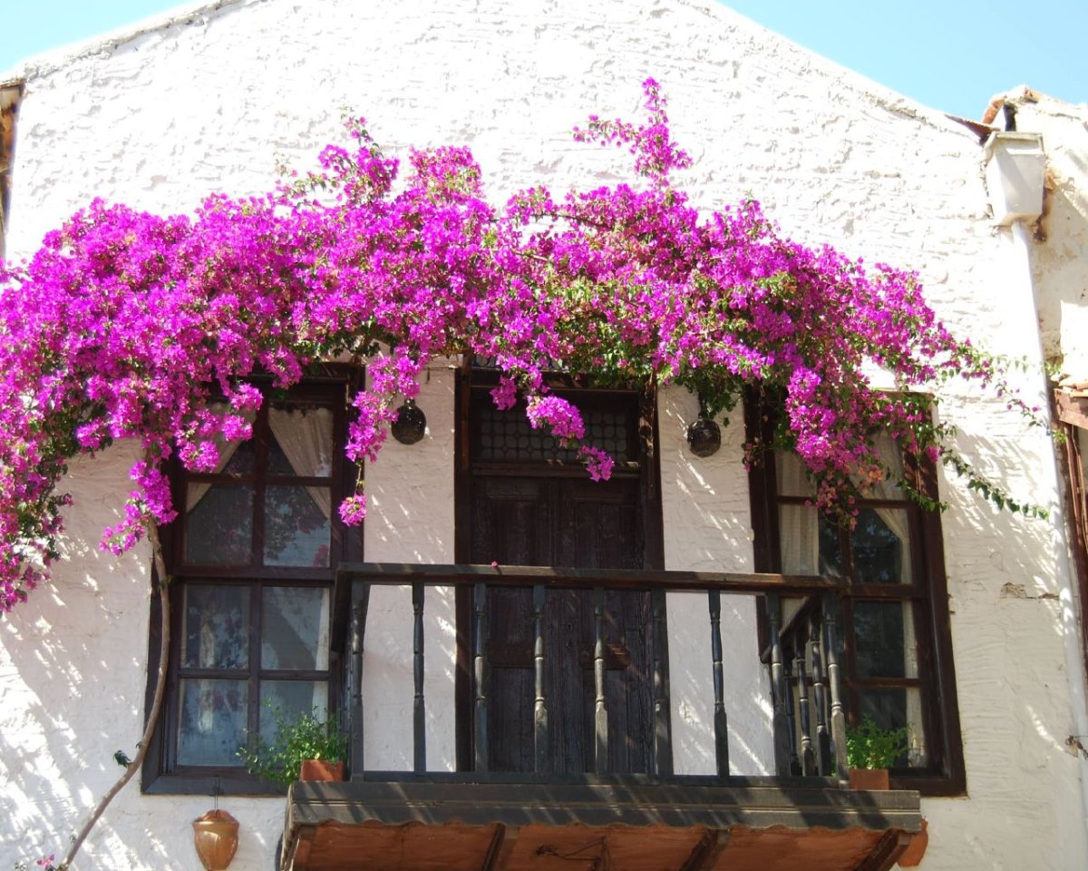 Бугенвиллия Гагра