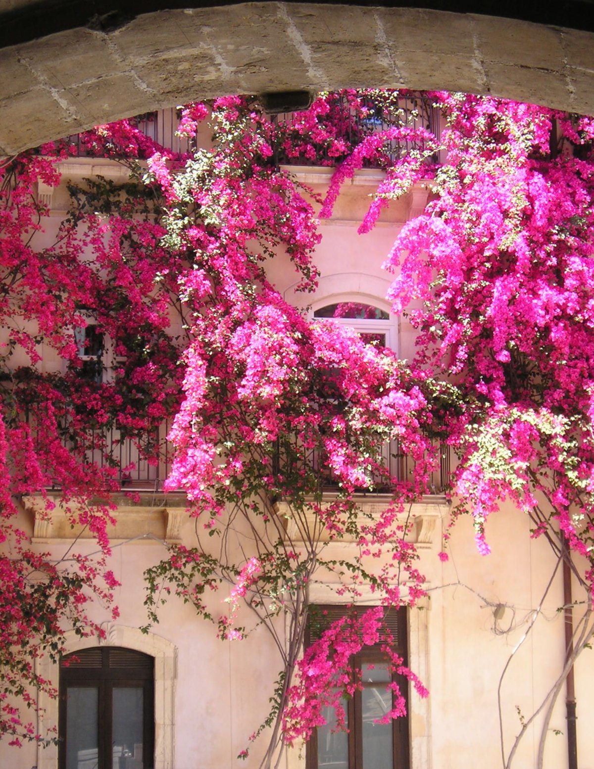 Бугенвиллия горшечная