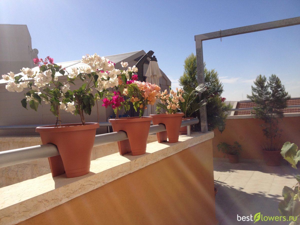 Бугенвиллия на балконе