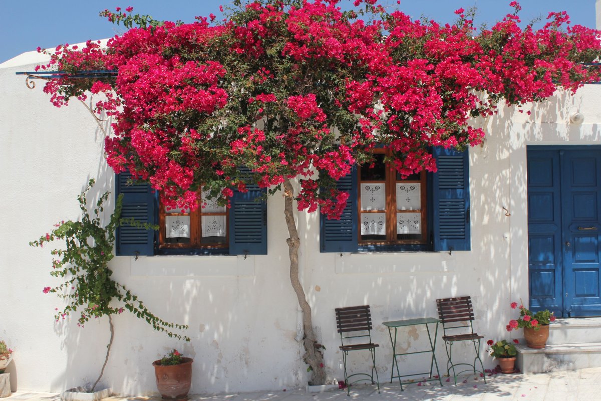 Греция остров Санторини цветы