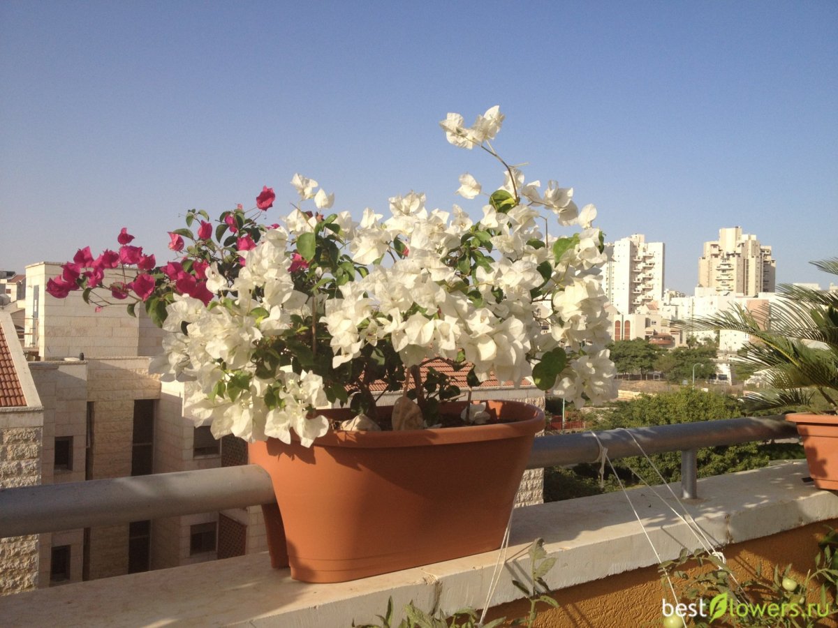 Бугенвиллия на лоджии