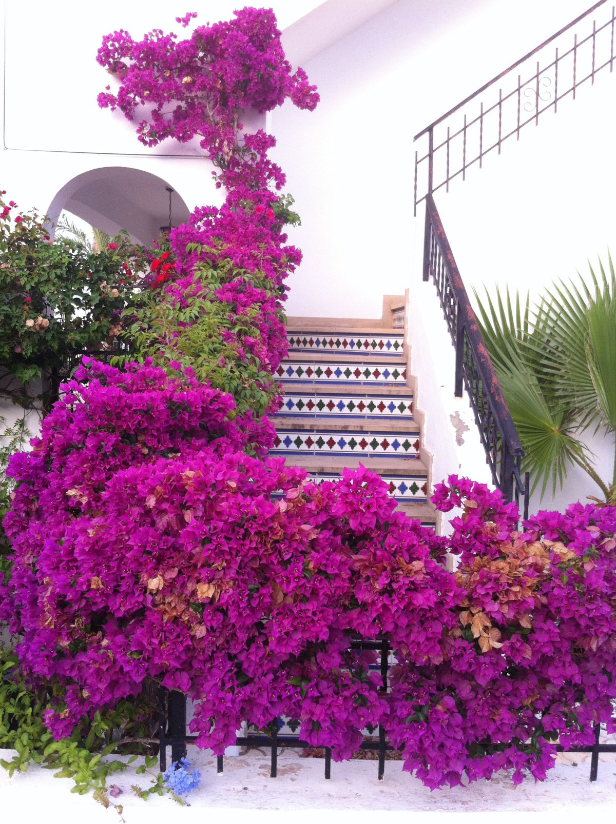 Бугенвиллия комнатная Лианой