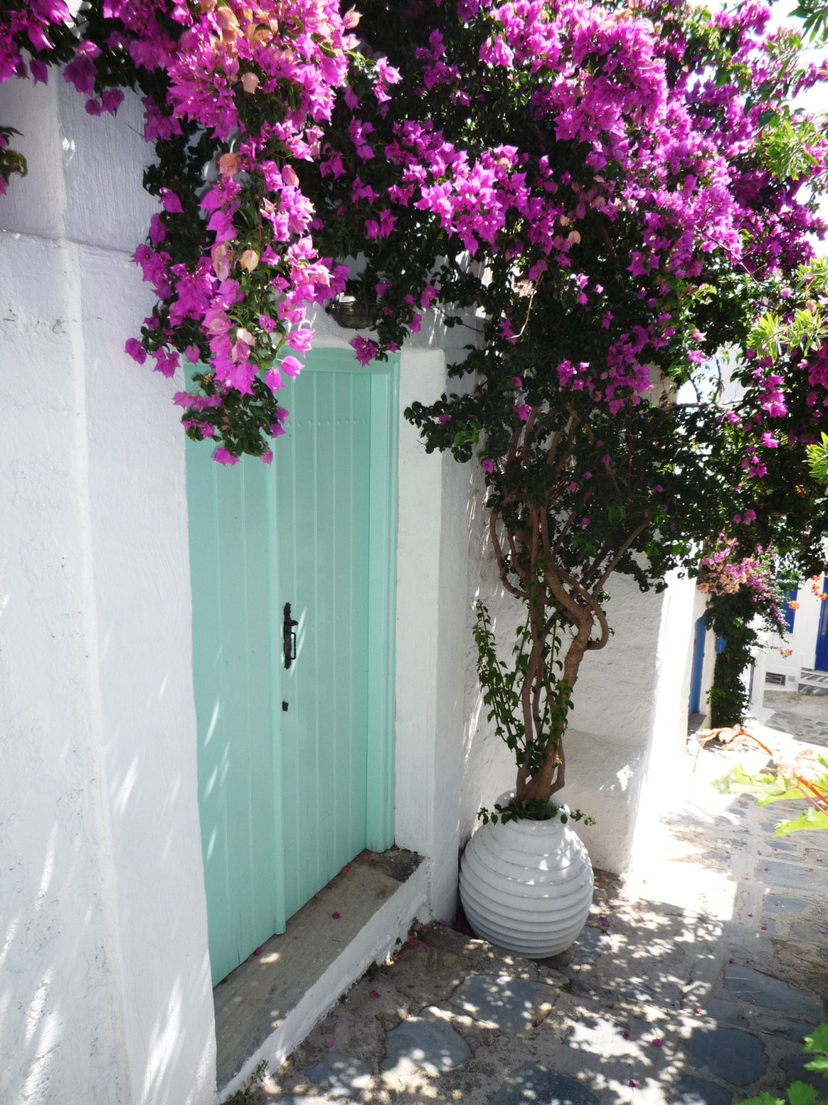 Бугенвиллия Прованс