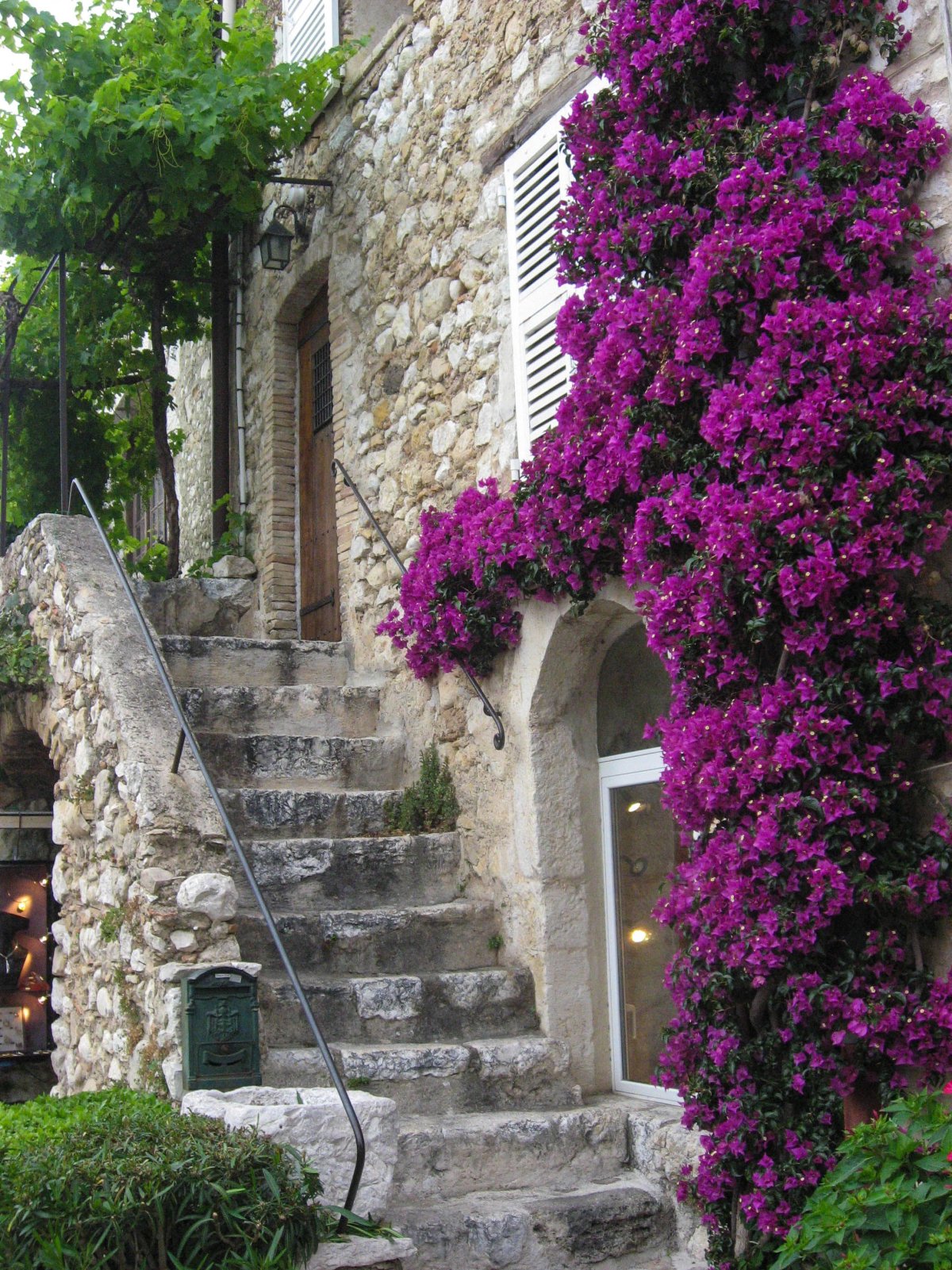 Бугенвиллия на балконе