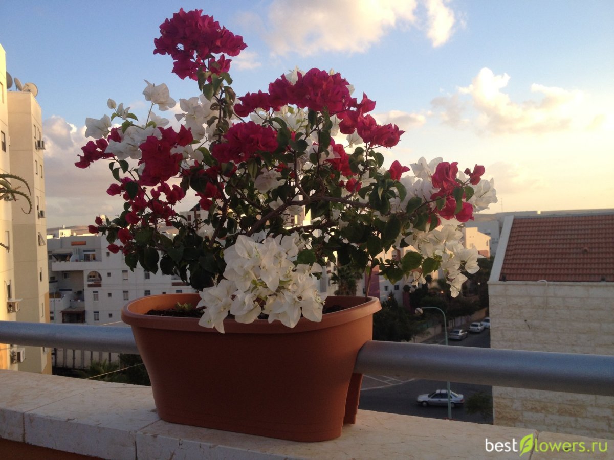 Бугенвиллия на балконе в России