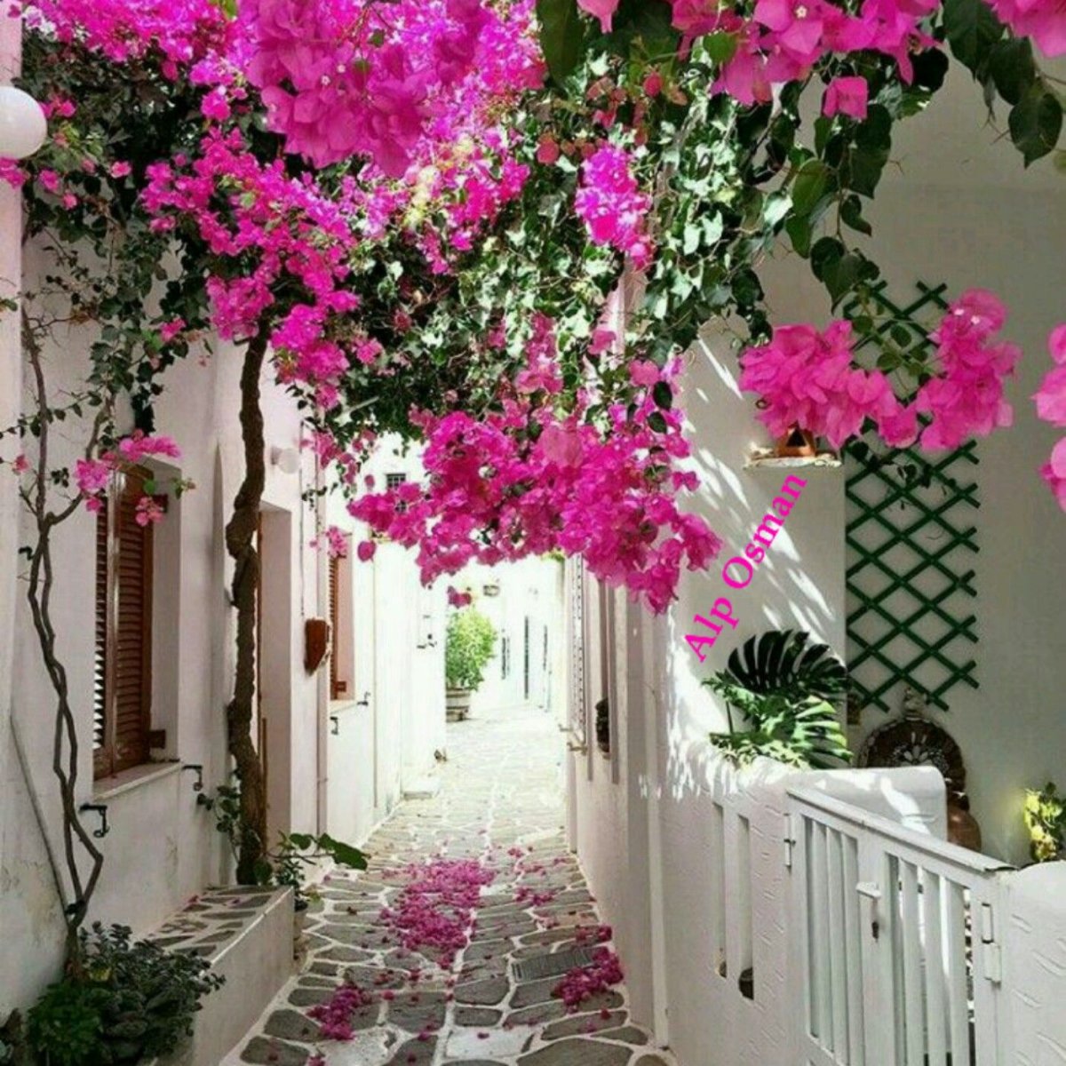 Бугенвиллия на балконах цветная