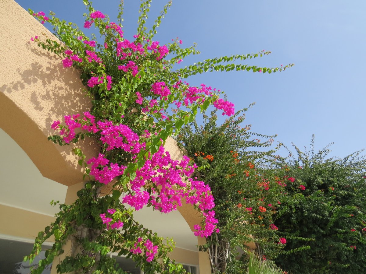 Бугенвиллия Амальфи