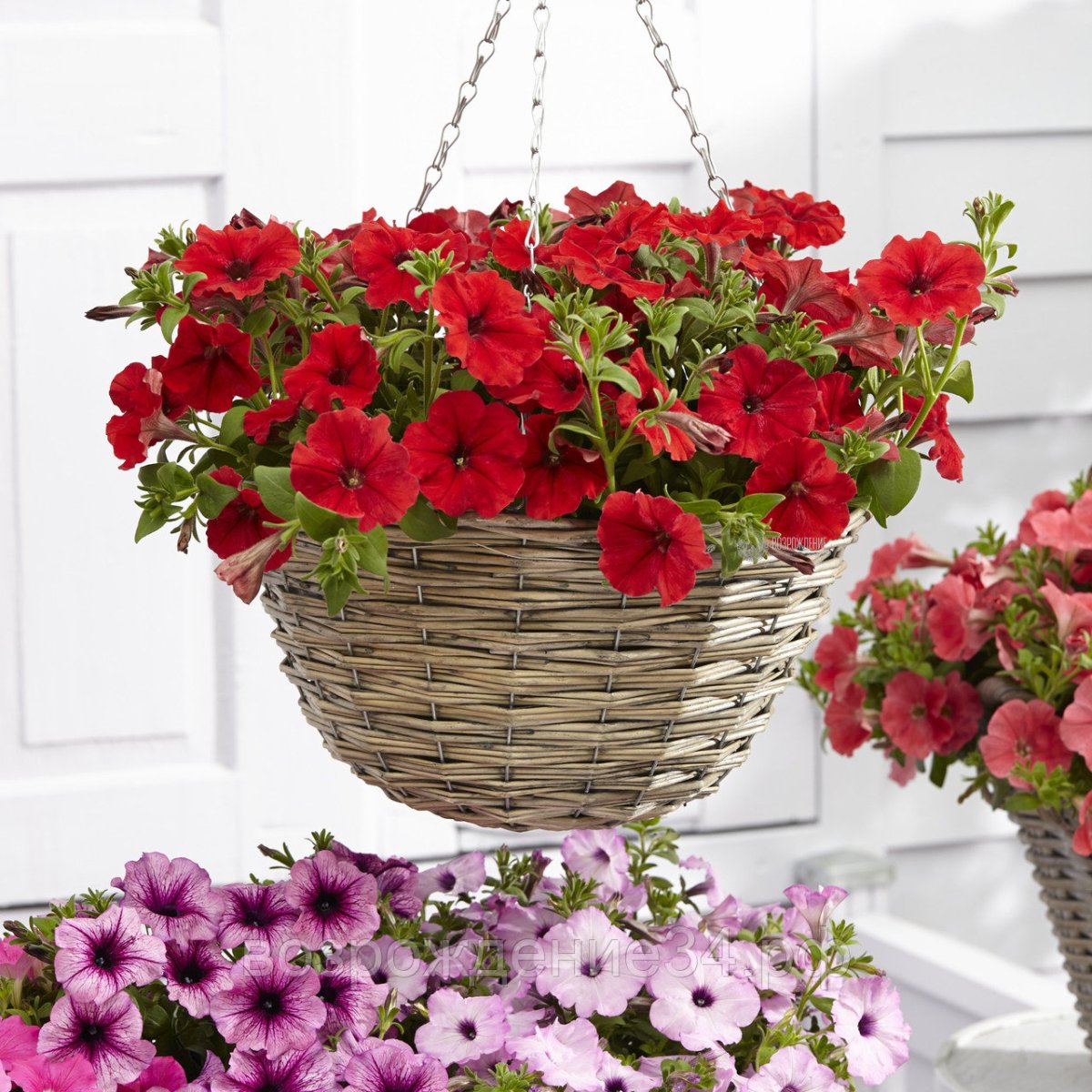 Петуния ампельная петуния