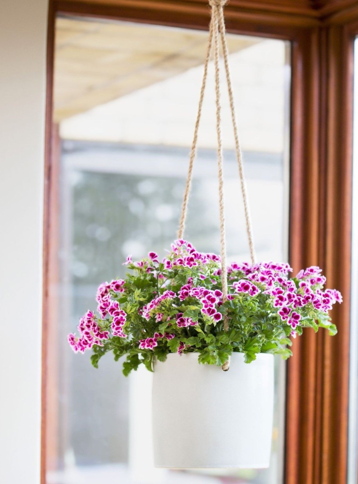 Ампельная пеларгония в подвесном кашпо