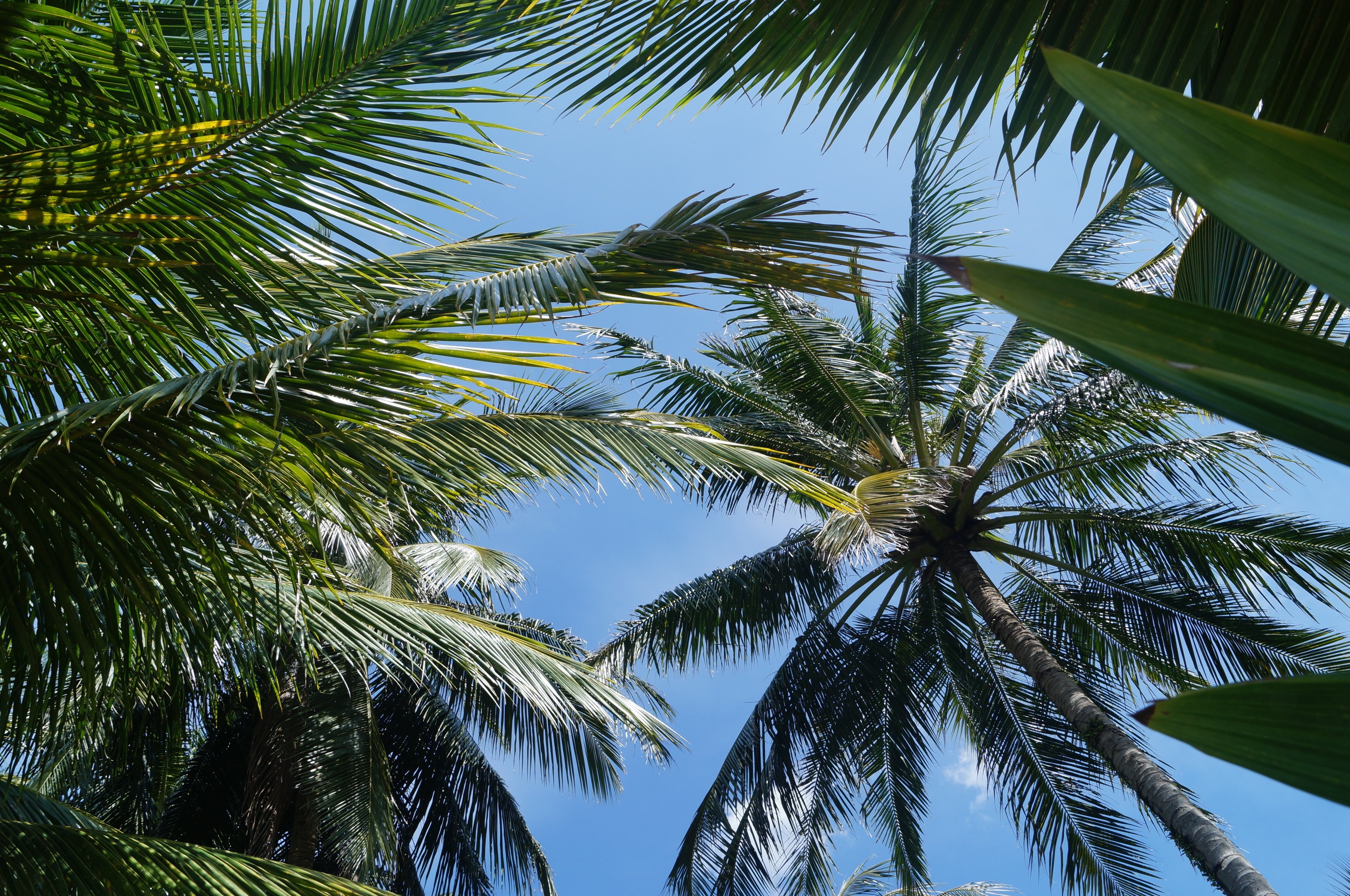 Пальмы какие виды. Пальма ёғи. Финиковая Пальма. Бертамовые пальмы. Тропики Бразилии пальмы.