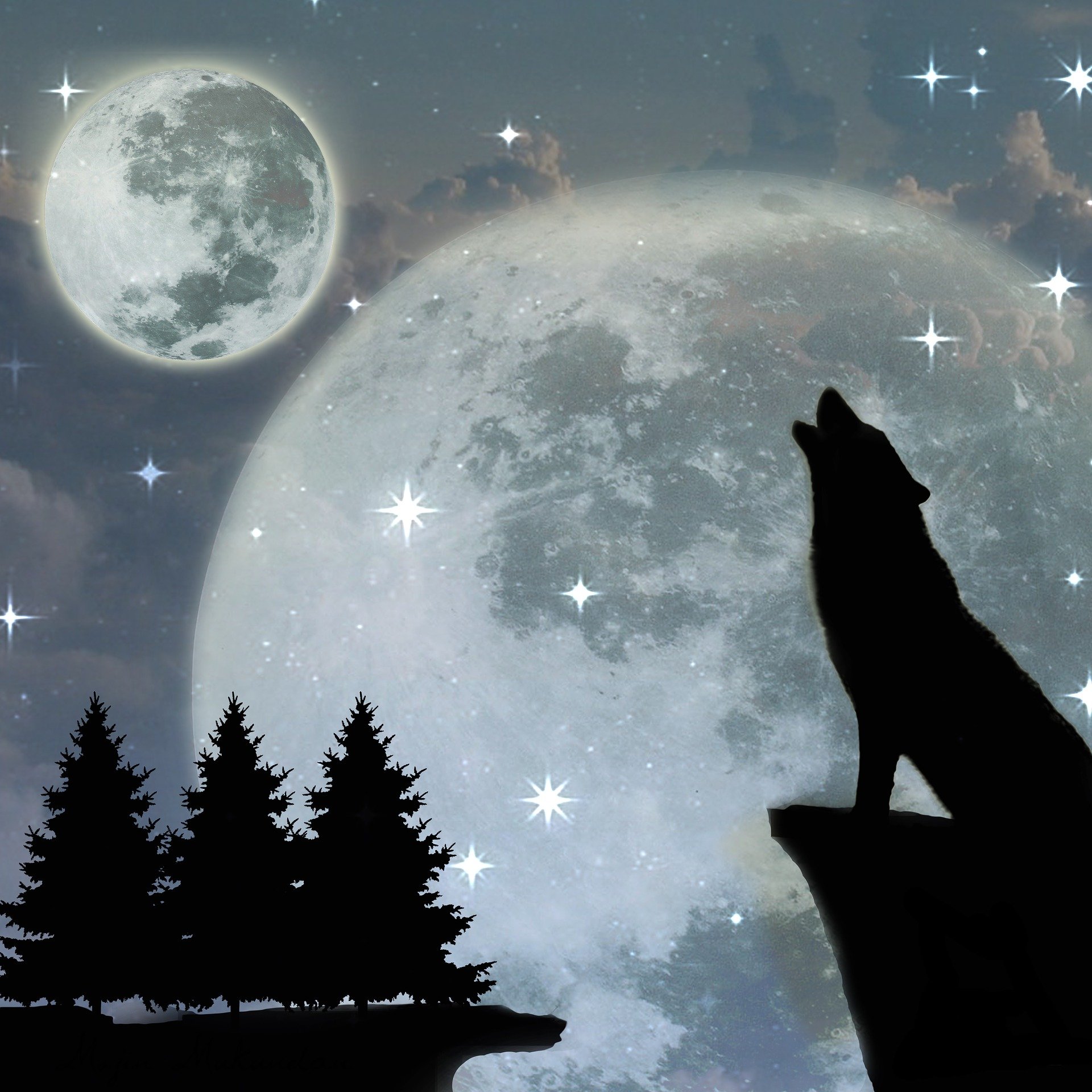 Вой волка на луну песня. Волк воет на луну. Волк и Луна. Воющий волк. Волк воет на луну арт.