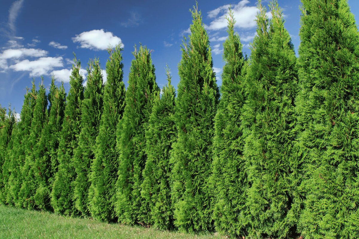 Кипарис. Туя Смарагд. Thuja occidentalis Smaragd. Туя Западная Смарагд (Thuja occidentalis Smaragd). Туя Западная (Thuja occidentalis Smaragd p9).