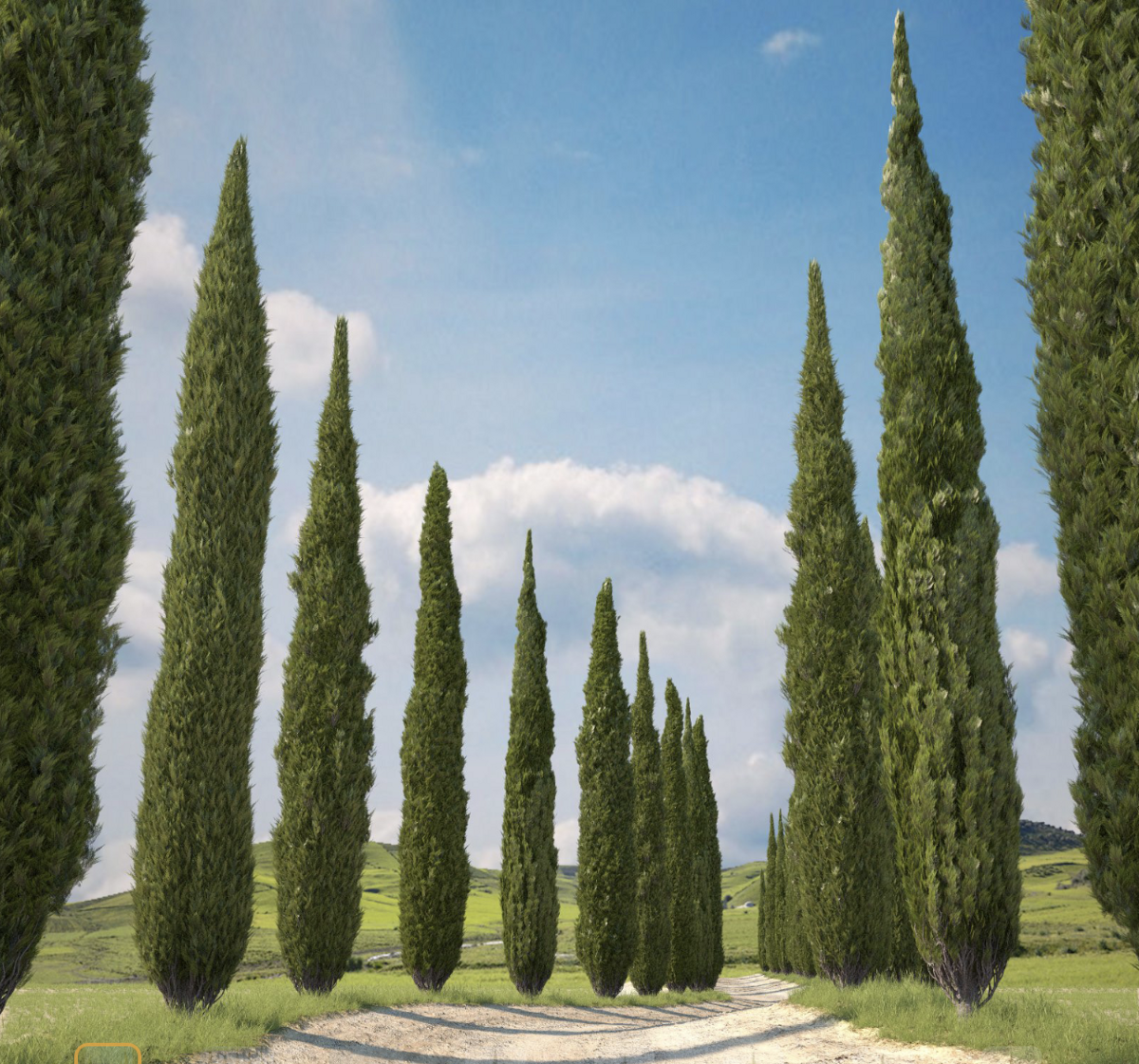 Кипарис вечнозеленый (Cupressus sempervirens). Кипарис калифорнийский Cupressus. Кипарис Крымский пирамидальный. Кипарис вечнозеленый пирамидальный Крым.