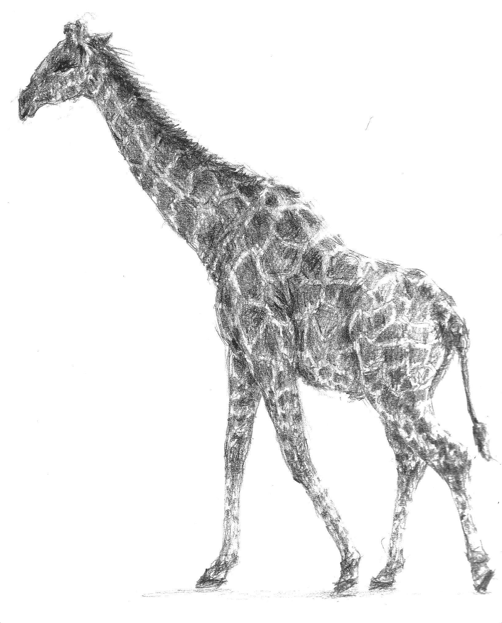 Рисунок жирафа карандашом для срисовки