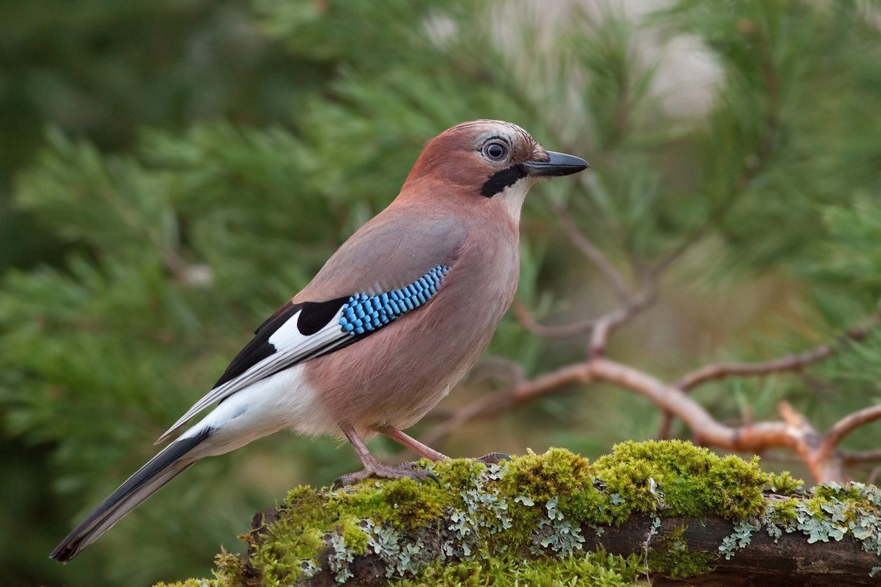 Другое название птиц. Со́йка garrulus glandarius. Сойка обыкновенная garrulus glandarius. Сойка Крымская эндемик Крыма. Сойка Подмосковная.