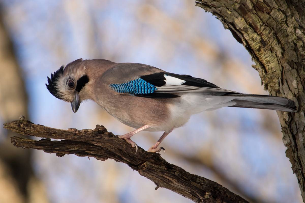 Птица с голубыми перьями. Со́йка garrulus glandarius. Сойка Крымская. Сойка пересмешница птица. Сойка Кареза.