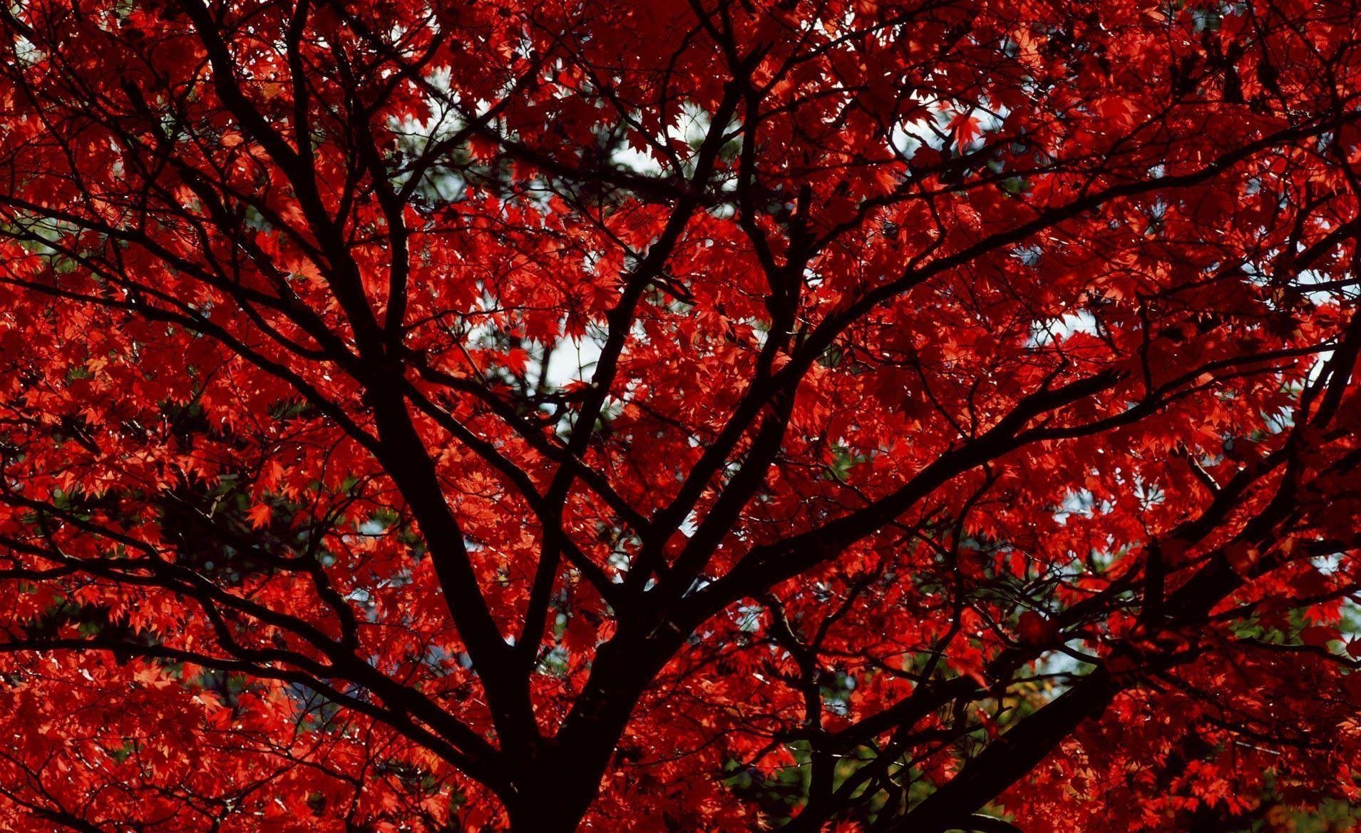 Картинка обои красная. Красное дерево цвет. Красный цвет в природе. Бордовое дерево. Красная осень.