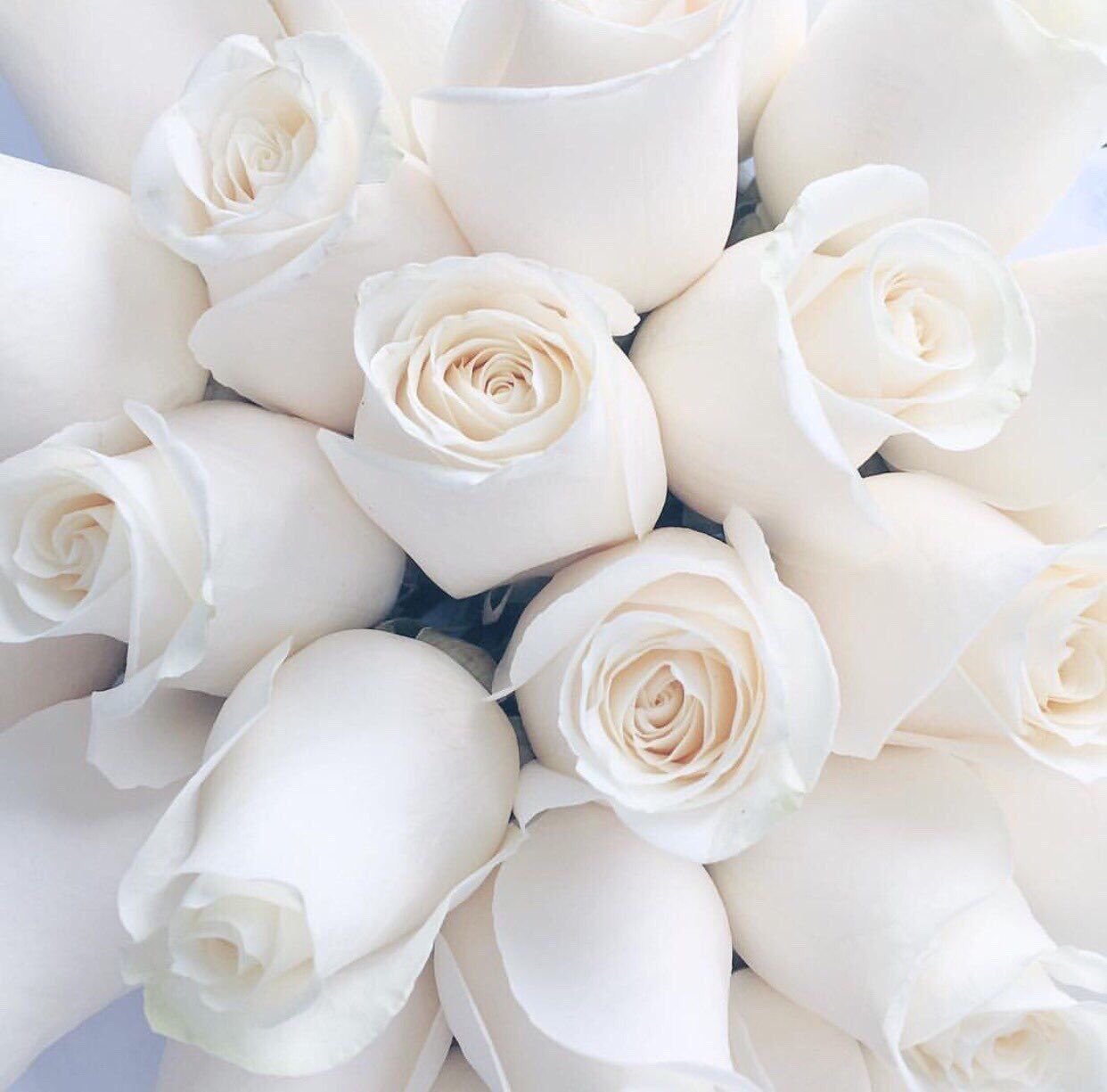 Белый цветок любви - 74 фото