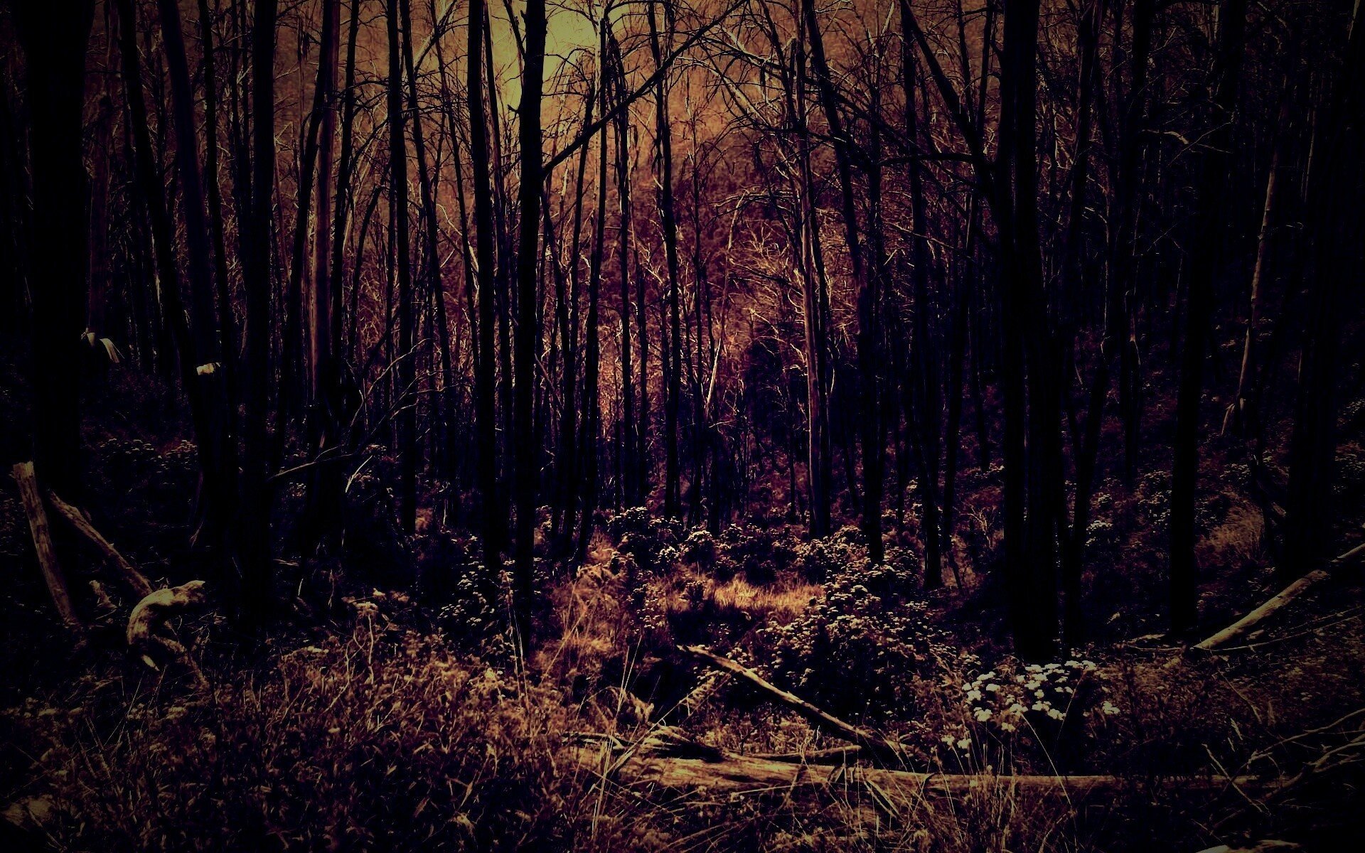 Страшные картинки леса