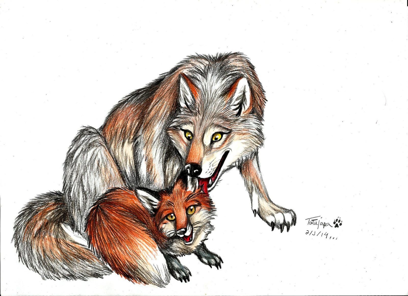 Рисунки лисов и волков. Волк и лиса. Лисы и волки. Лисичка и волк. Лиса и волк рисунок.