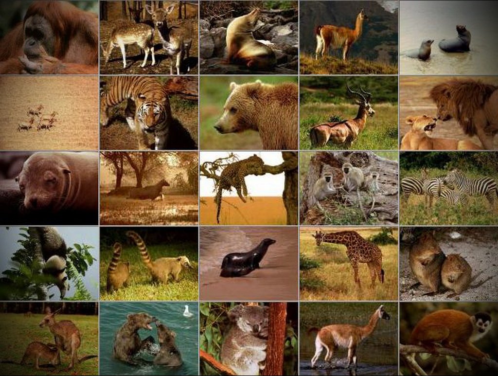 Многообразие видов. Разнообразие зверей. Млекопитающие. Млекопитающие звери. Млекопитающие картинки.