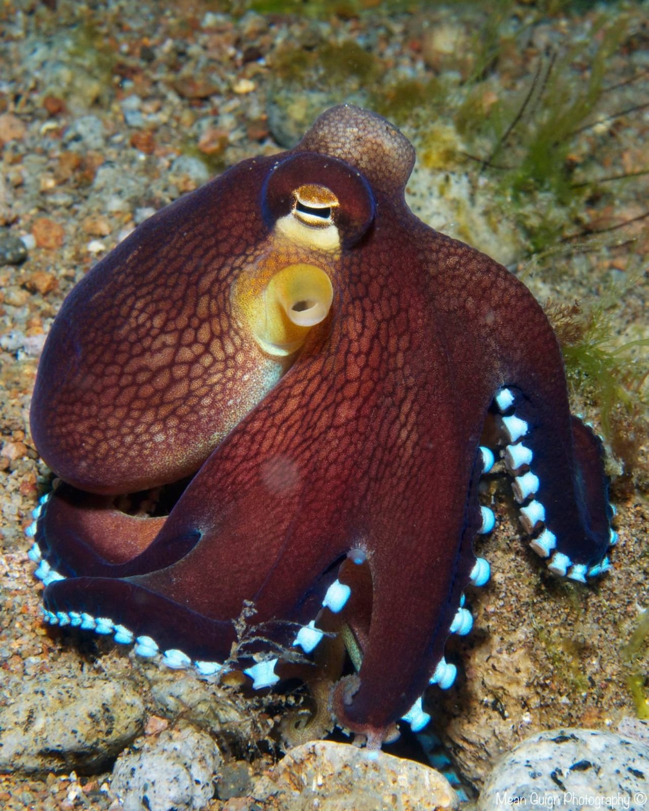 Octopus animal. Amphioctopus marginatus. Осьминог Джильберта. Синекольчатый осьминог. Головоногие моллюски осьминог Синекольчатый.