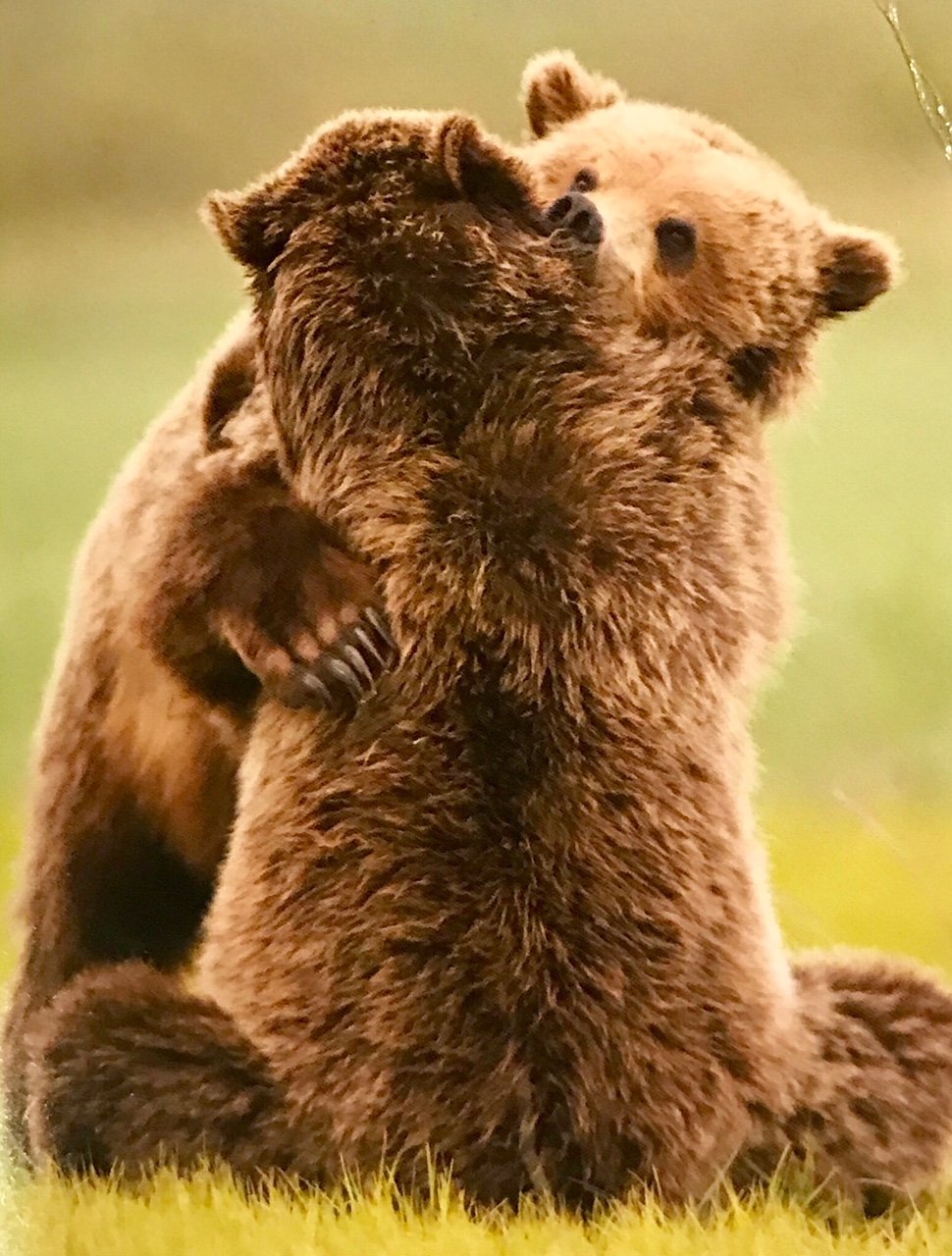 Медвежата обнимаются
