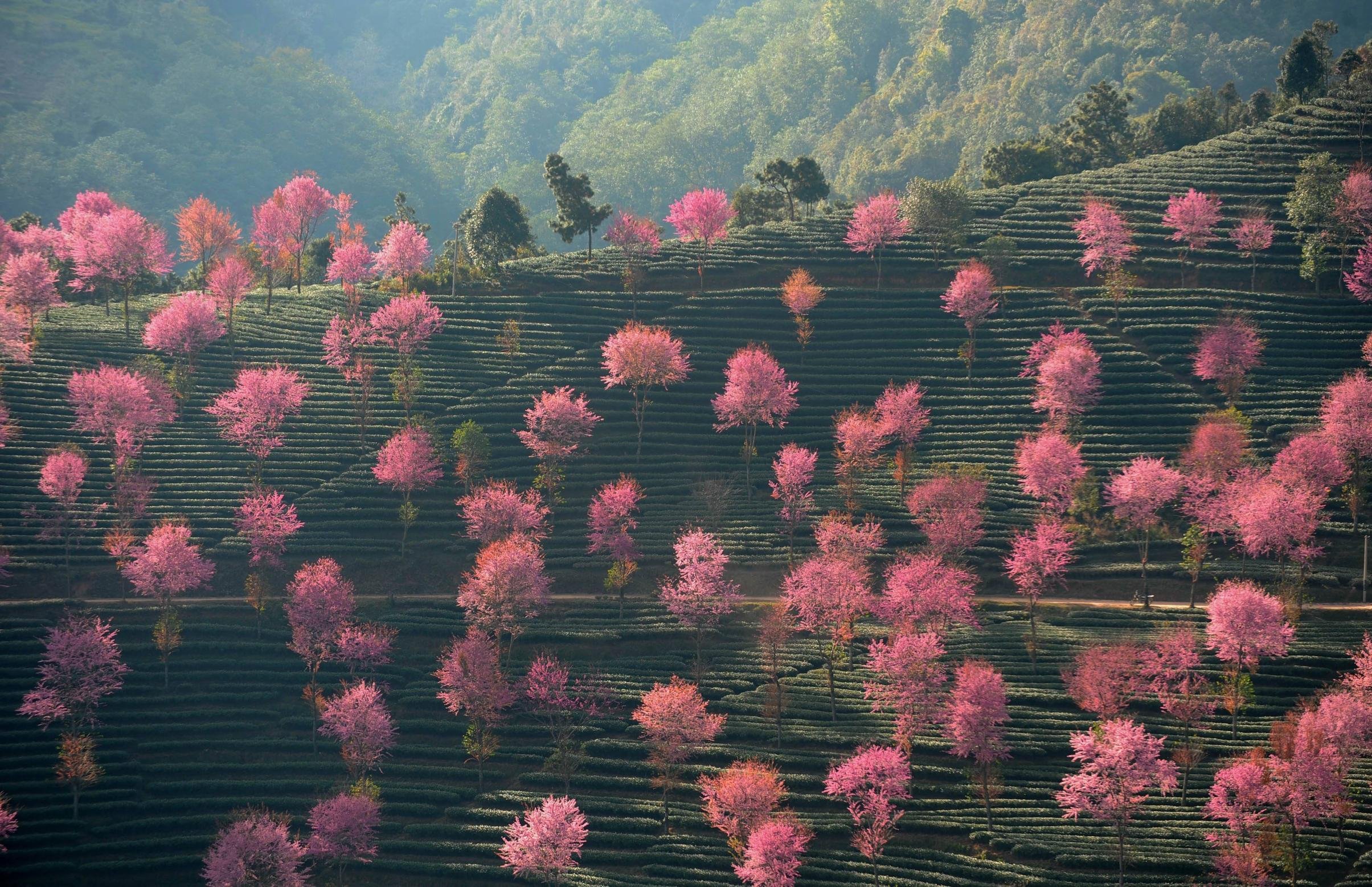 Розовые деревья в горах. Провинция Юньнань Эстетика. Спринг блоссом Эстетика. Природа Китая. Природа Японии.