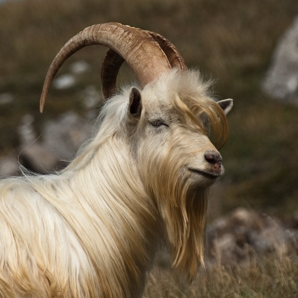 Кашмирская коза