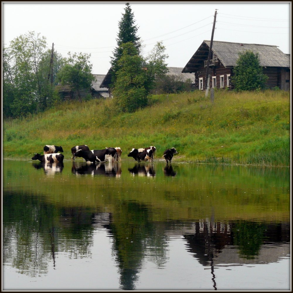 Фотографии деревенской жизни