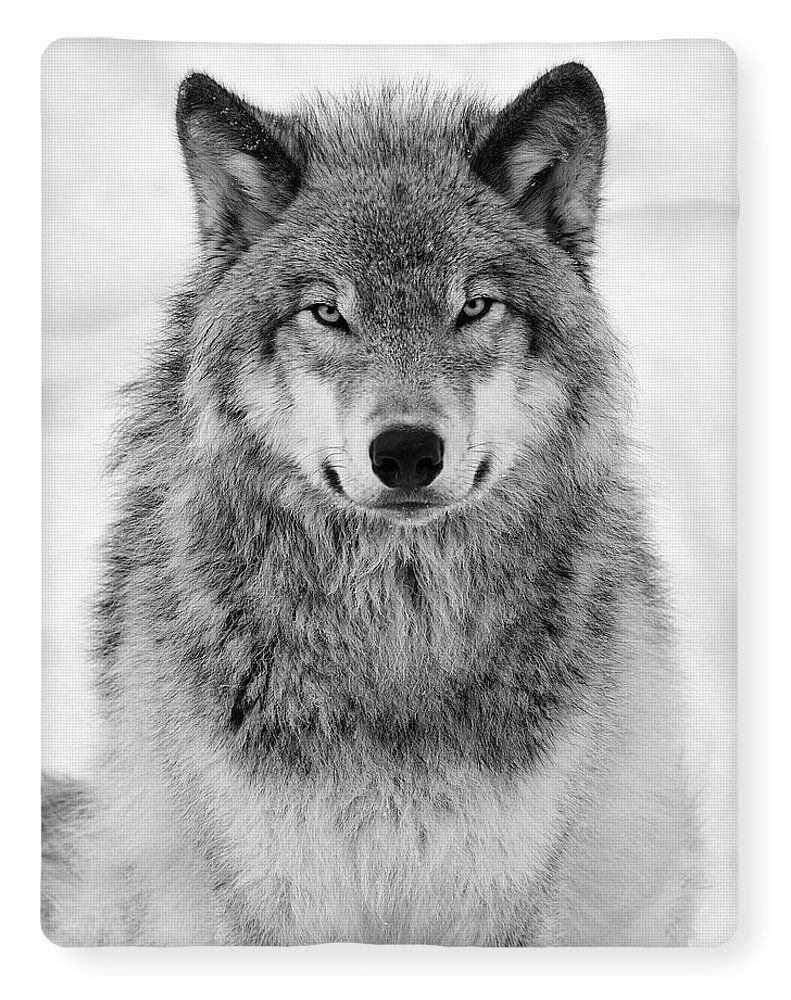 картинки крутые картинки на аву волка