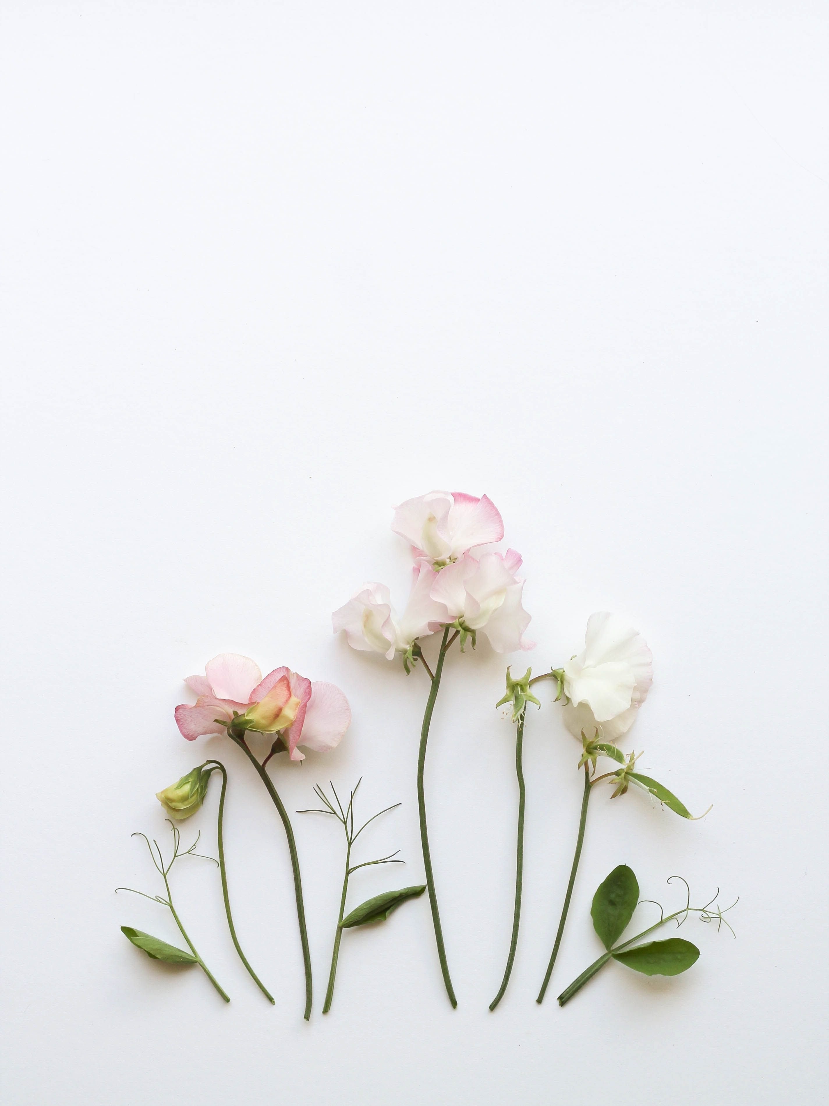 Картинки минимализм цветы - 56 фото