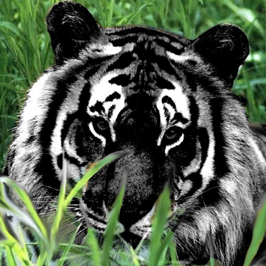 Редчайший черный тигр попал в объектив фотоаппарата: Звери: Из жизни: витамин-п-байкальский.рф