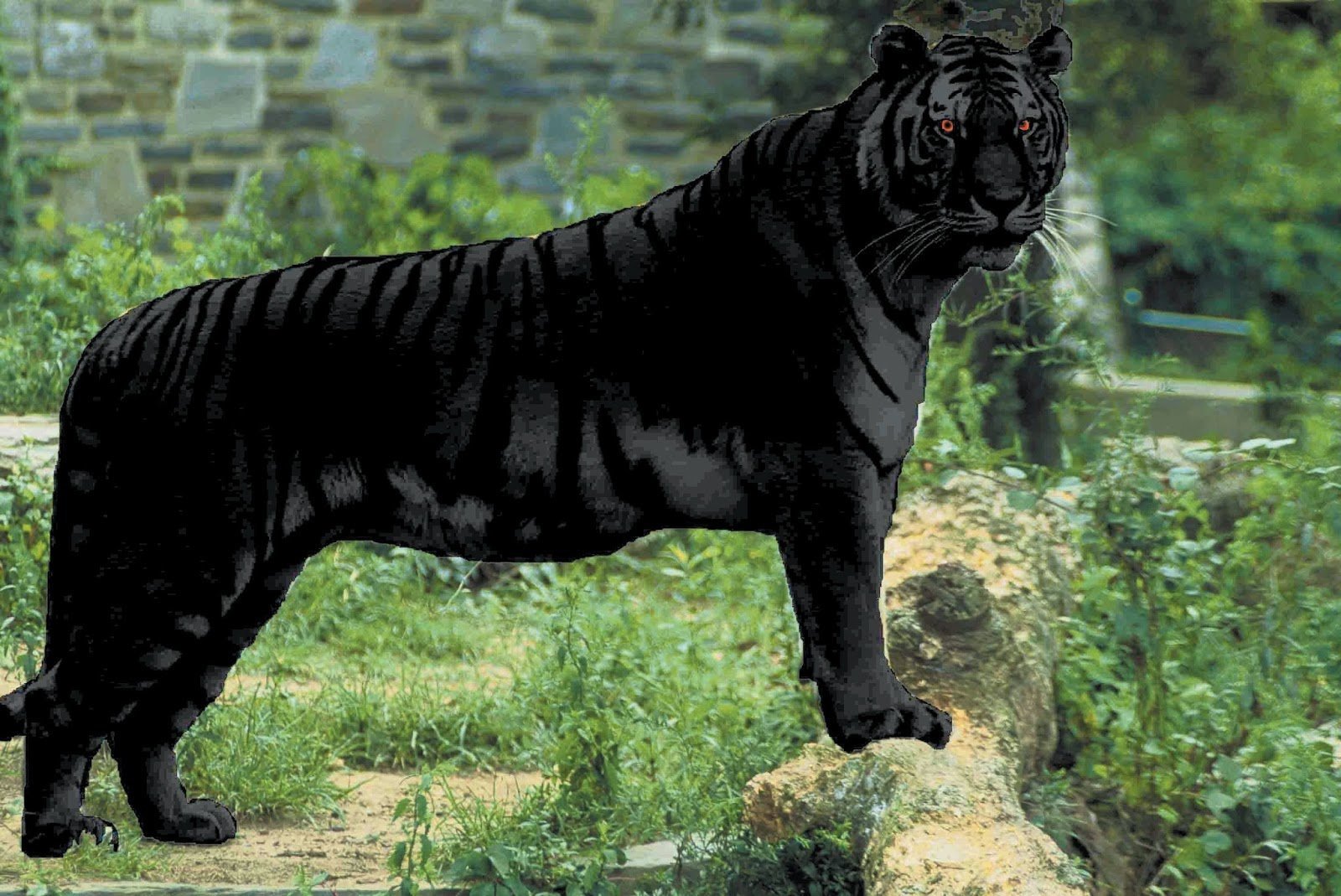 Черный тигр Кишан
