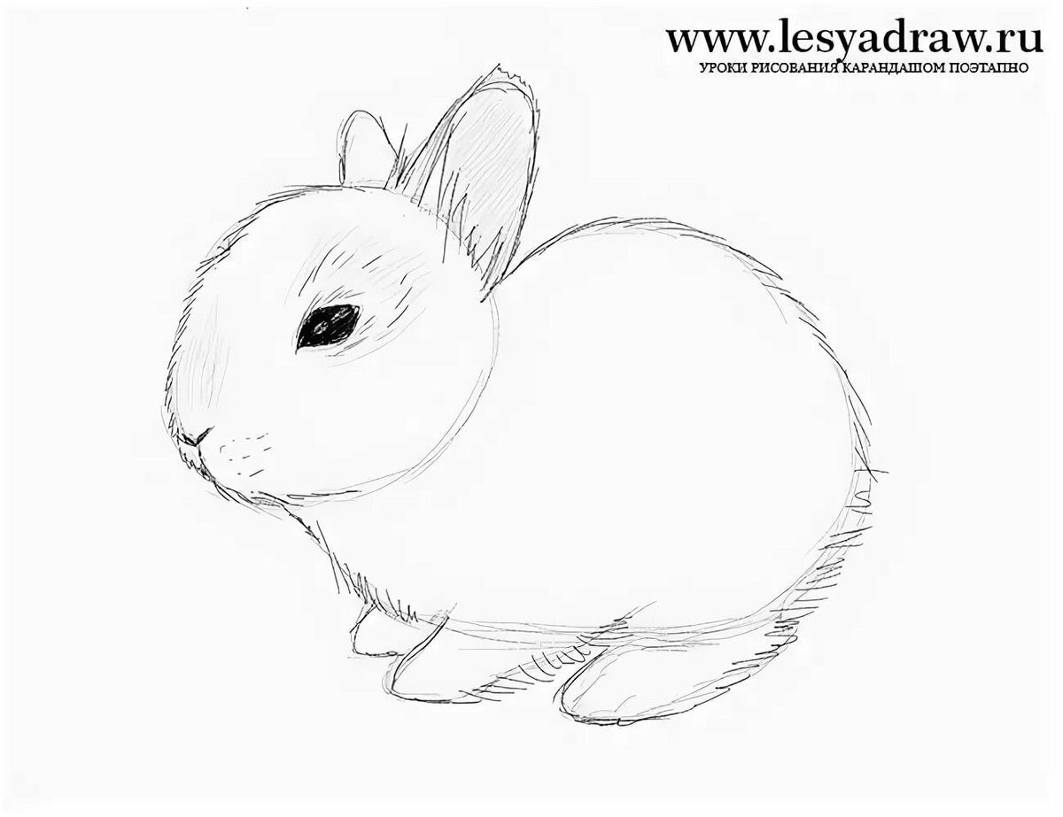 Картинки кролика для срисовки