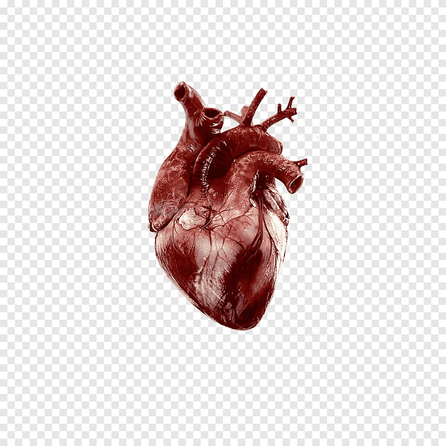 Человеческое сердце настоящее