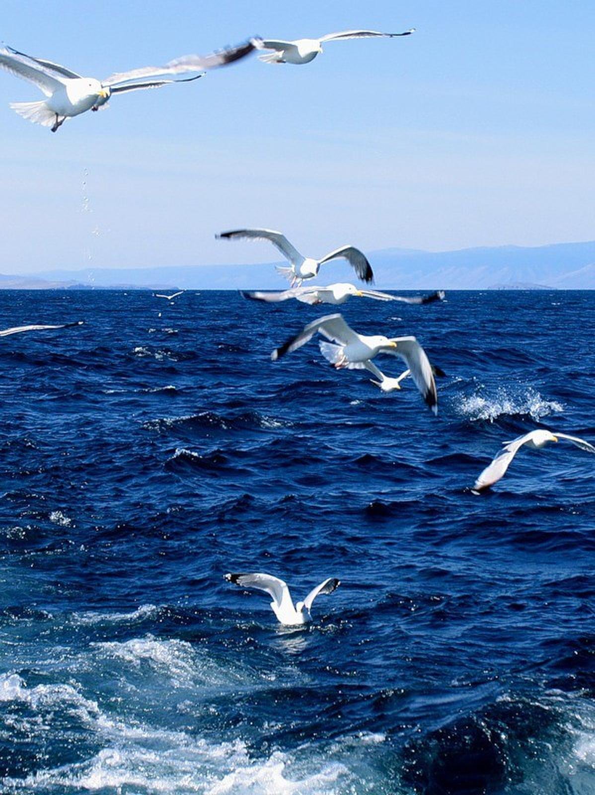 Чайка море Изображения – скачать бесплатно на Freepik