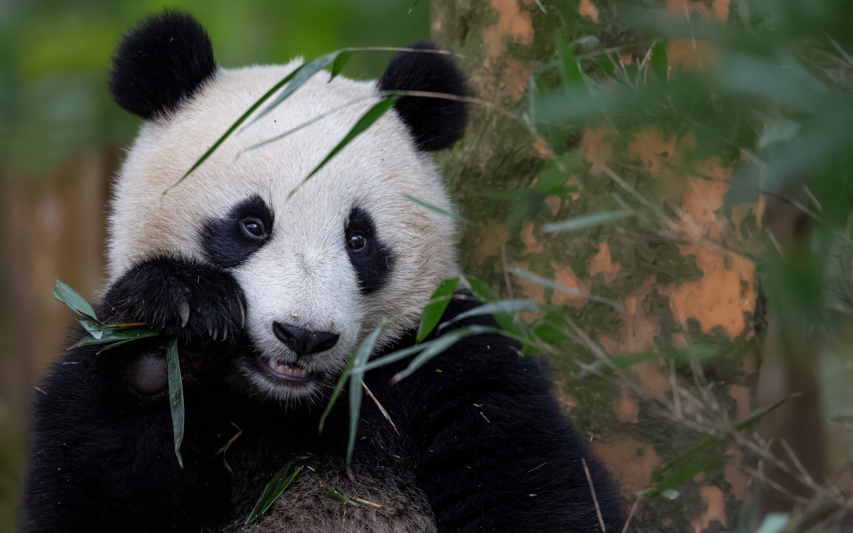 Great panda. Гималайская Панда. Млекопитающие Панда. Азиатская Панда.