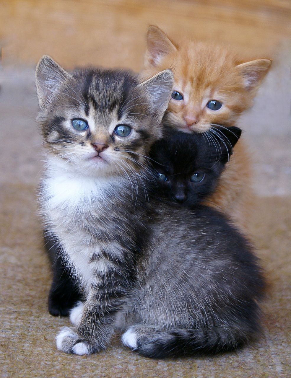 Покажи кот котенка. Кошки маленькие. Маленькие котятки. Кошка с котятами. Маленьких котят.