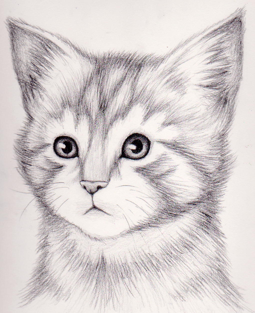 Легкие рисунки карандашом для начинающих животные котики (49 фото)