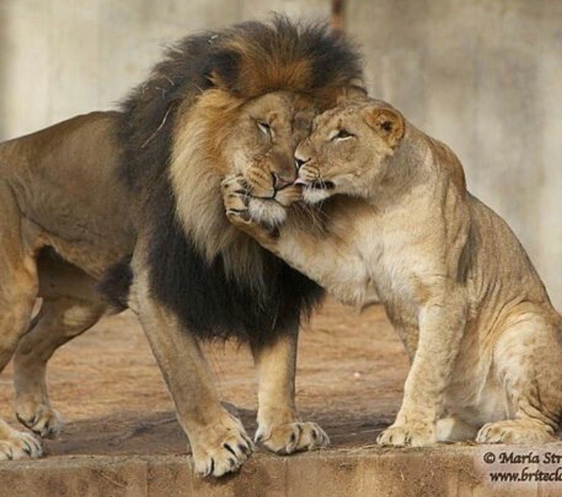 Красивые Картинки Льва И Львицы (105 фото)