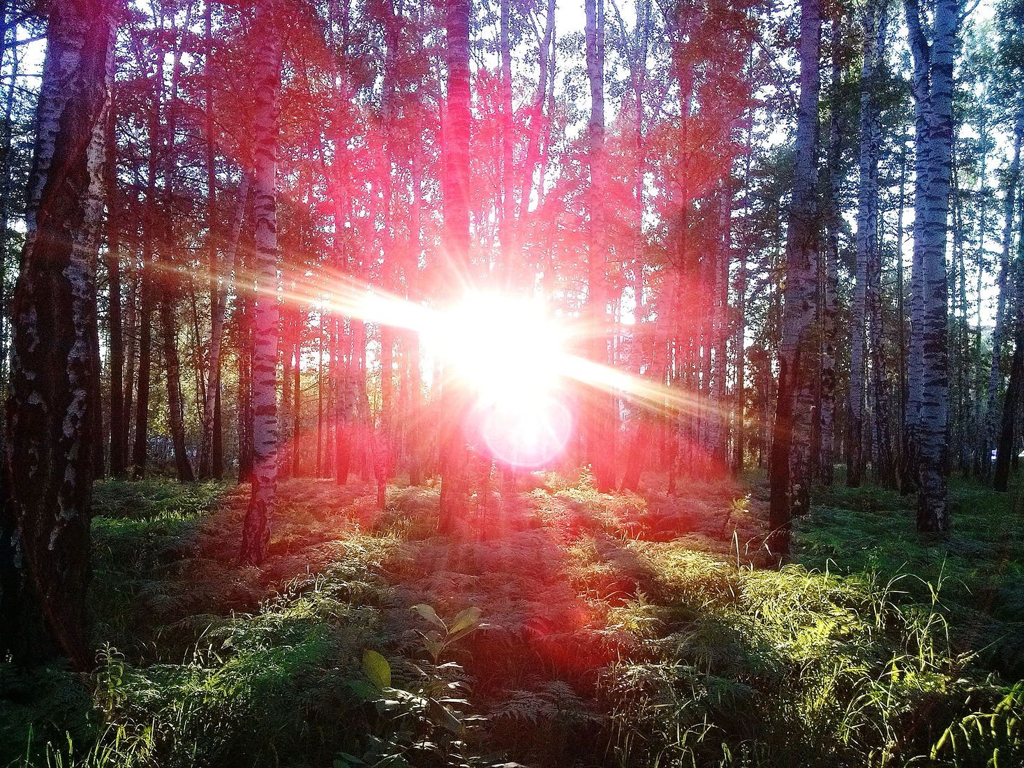 Про луч света. Лучи солнца. Свет солнца. Пейзаж лес. Свет сквозь деревья.