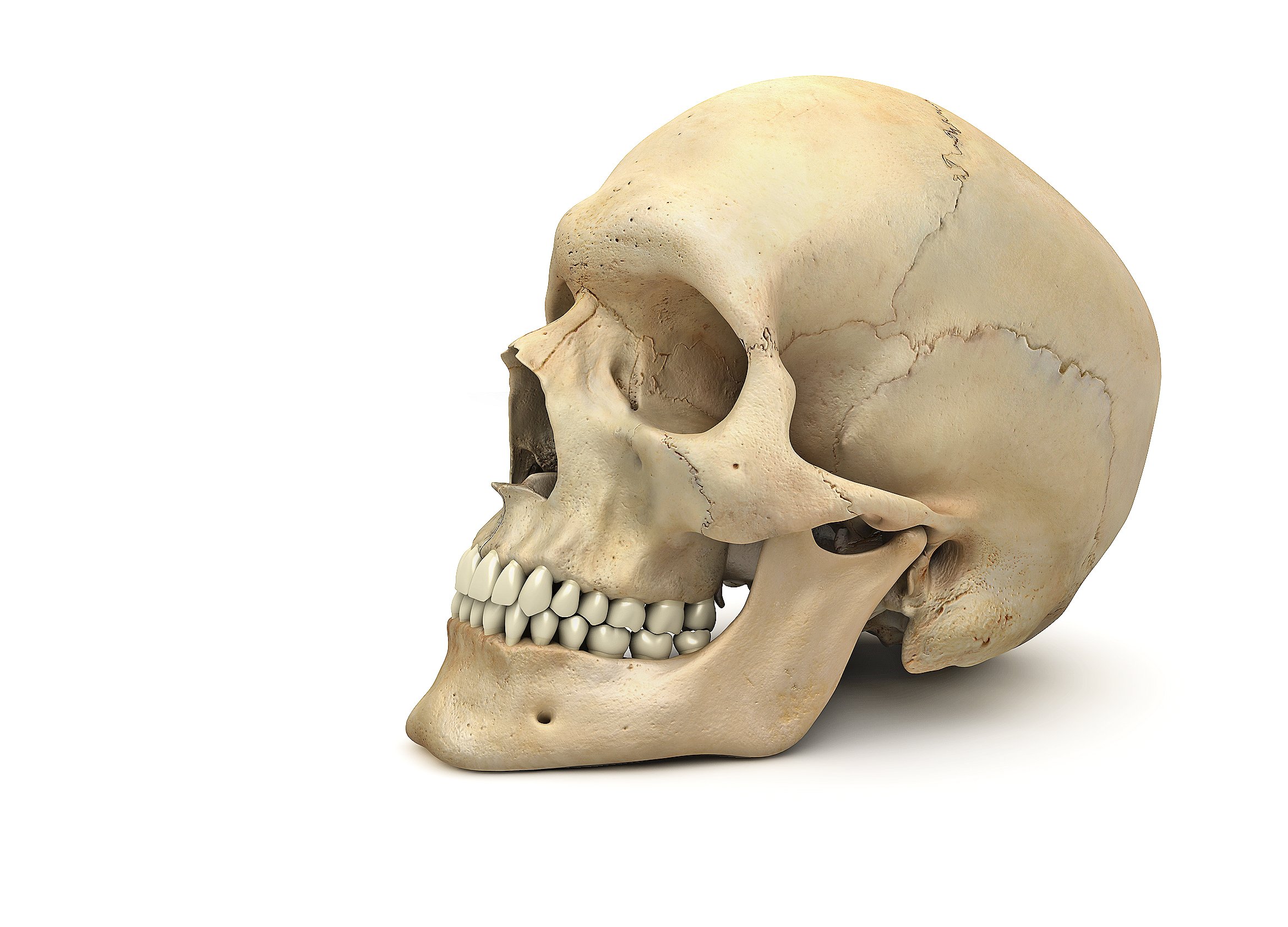 Bone head. Кости черепа 3д анатомия. Череп сбоку без нижней челюсти. Кости черепа человека анатомия 3д. Череп скелета сбоку.