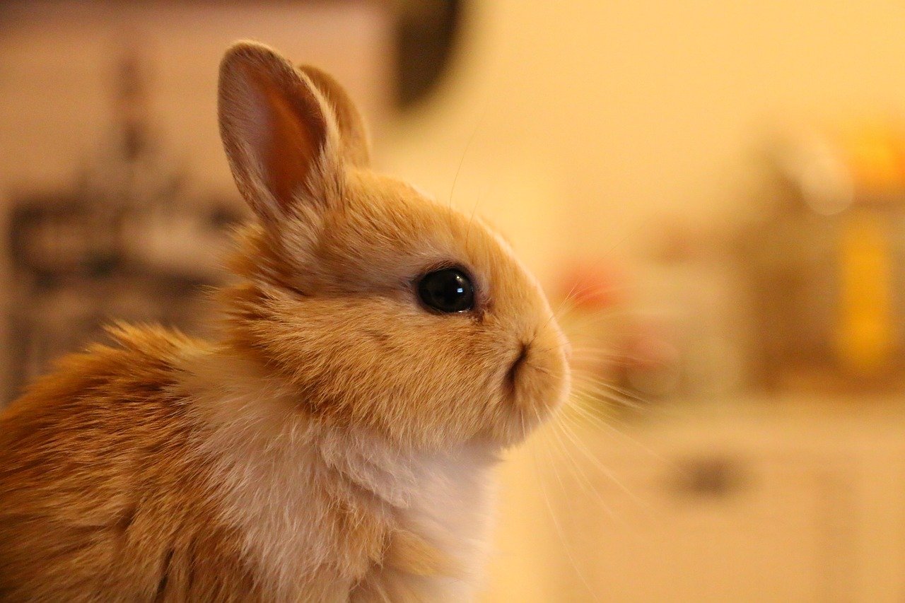 Кролик года жизни. Кролик. Милый кролик. Самые милые кролики. Оранжевый кролик.