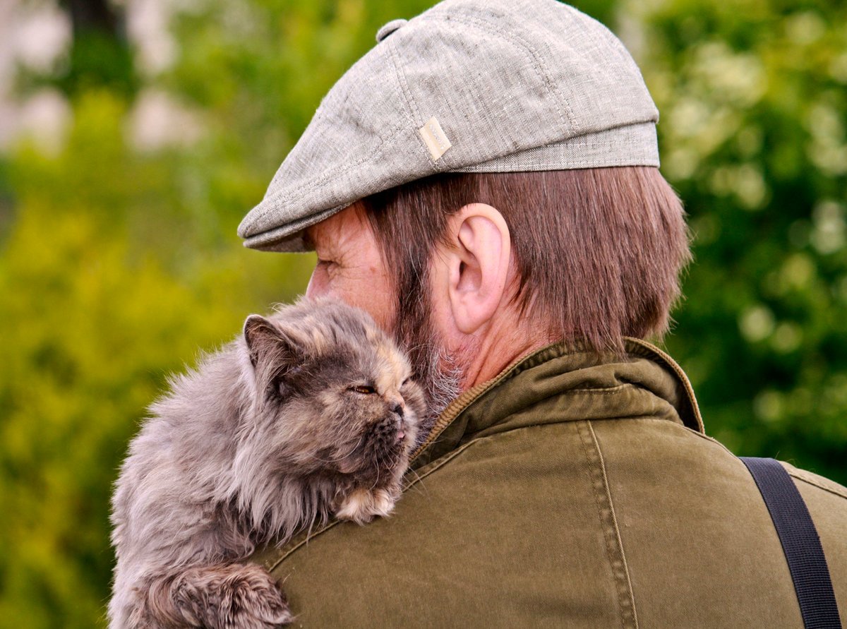 Кот и человек любовь