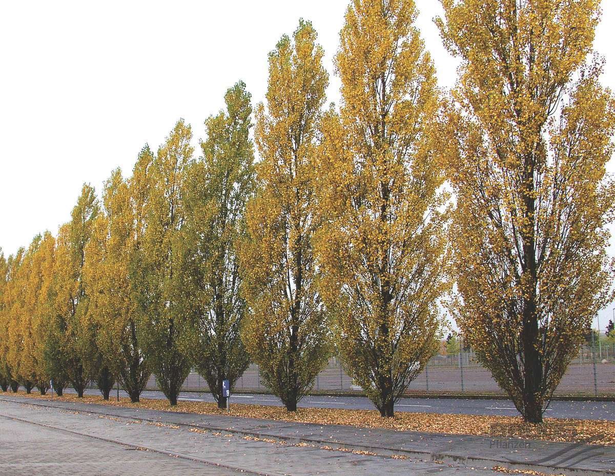 Тополь серебристый осенью. Тополь черный (Populus nigra). Тополь черный осокорь. Тополь черный пирамидальный Италика. Тополь черный «Italica».