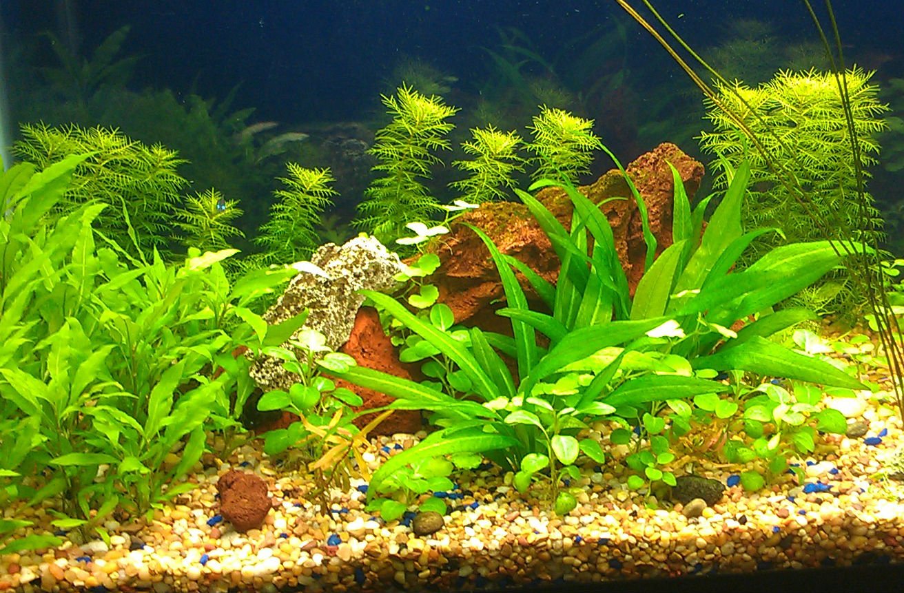 Аквариум с водорослями без рыбок
